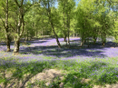 Carpet of Bluebells