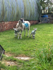 Ewe and lambs